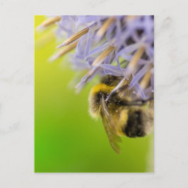 Bumblebi på en blomma vykort