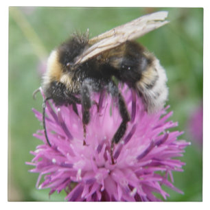 Bumblebi på en Thistle Tile Kakelplatta