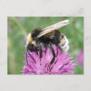 Bumblebi på ett dragkort vykort