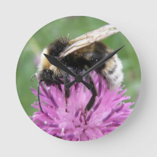 Bumblebi på ett stötfångare rund klocka
