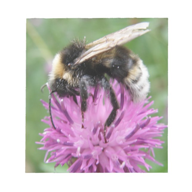 Bumblebi på ett Thistle-Anteckningsblock Anteckningsblock (Framsida)
