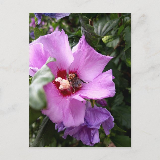 Bumblebi på Hibiscus Flower Helg Vykort (Framsida)