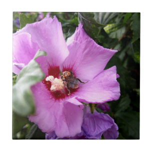 Bumblebi på Hibiscus Flower Kakelplatta