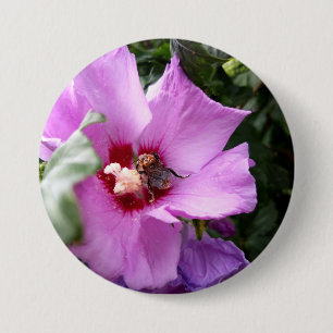 Bumblebi på Hibiscus Flower Knapp