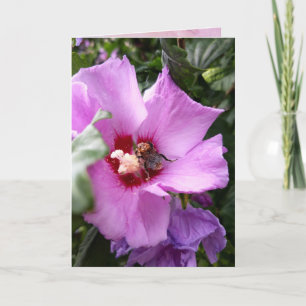 Bumblebi på Hibiscus Flower Kort