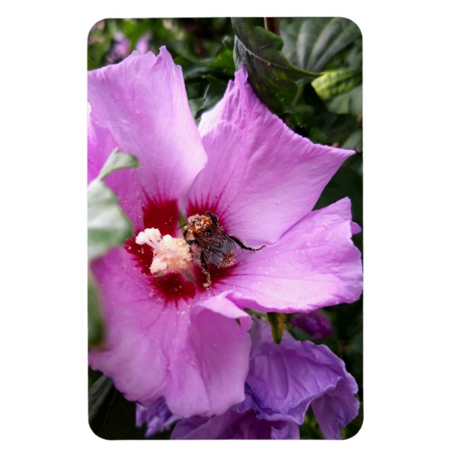 Bumblebi på Hibiscus Flower Magnet (Vertikal)