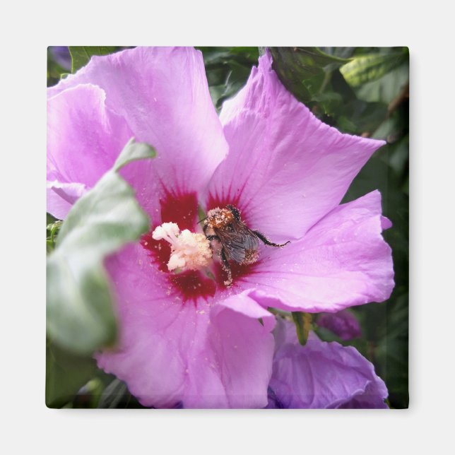 Bumblebi på Hibiscus Flower Magnet (Framsidan)