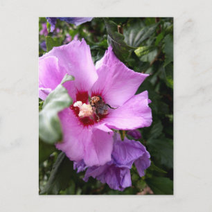 Bumblebi på Hibiscus Flower Vykort