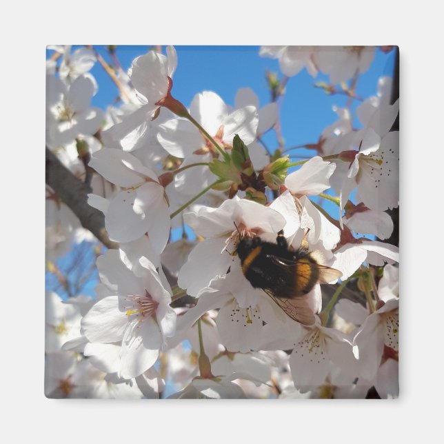 Bumblebi på körsbärsblomma i vild magnet (Framsidan)