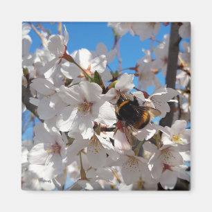 Bumblebi på körsbärsblomma i vild magnet