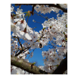 Bumblebi på körsbärsblomma i vild perfect poster