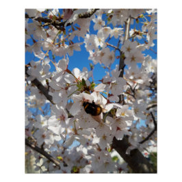 Bumblebi på körsbärsblomma i vild perfect poster
