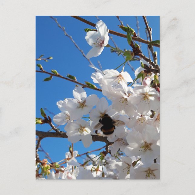 Bumblebi på körsbärsblomma i vild vykort (Framsida)