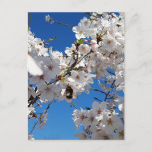 Bumblebi på körsbärsblomma i vild vykort