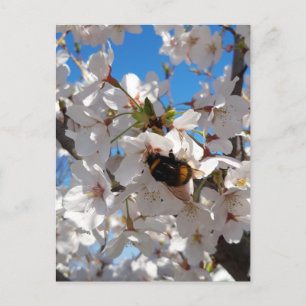 Bumblebi på körsbärsblomma i vild vykort