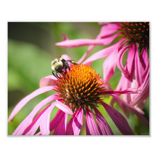 Bumblebi på Lila Coneflower Nature Photography Fototryck (Framsidan)