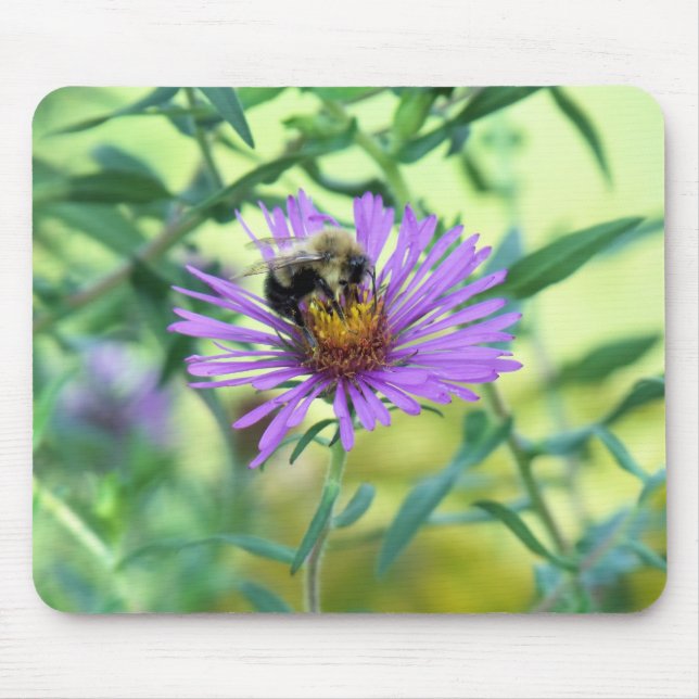 Bumblebi på Lila Daisy Musmatta (Framsidan)