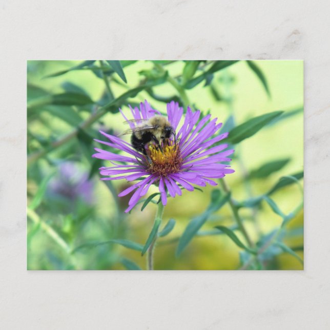 Bumblebi på Lila Daisy Vykort (Framsida)