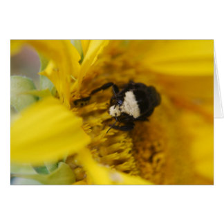 Bumblebi på solros - kort