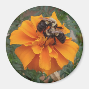 Bumblebin på Marigold Flower Magnet