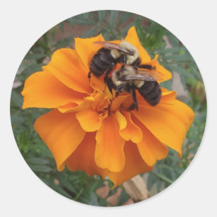Bumblebin på Marigold Flower Runt Klistermärke