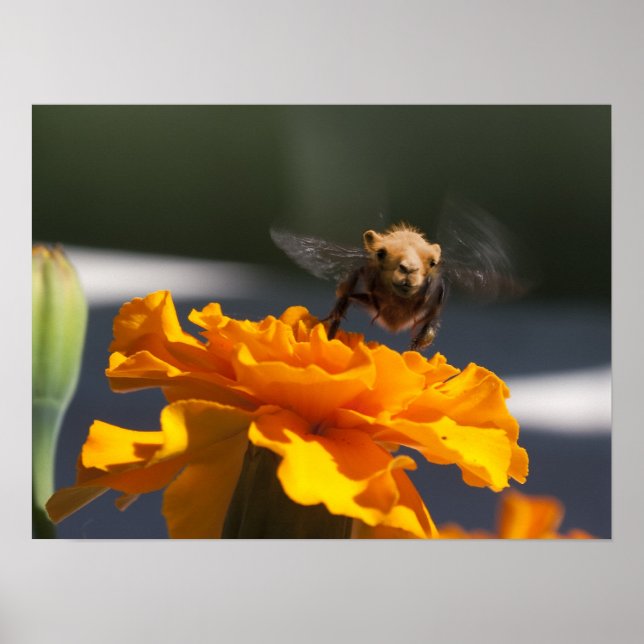 Bumblecamels flygning poster (Framsidan)