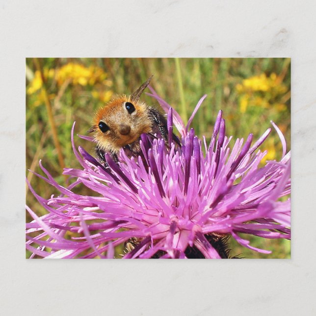 Bumblemunk-vykort Vykort (Framsida)