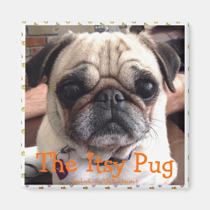 Bumblesnot magnet: Den Itsy mopset Magnet