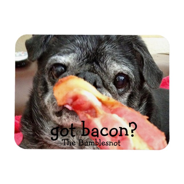 Bumblesnot Magnet: har bacon? Magnet (Horisontell)