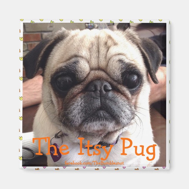 Bumblesnot magnet: Itsy Pug Magnet (Framsidan)