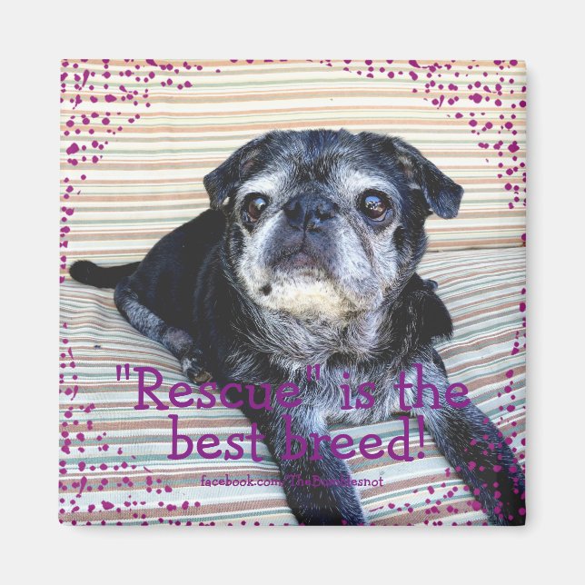 Bumblesnot magnet: "Rädding" är den bästa rasen! Magnet (Framsidan)