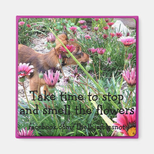 Bumblesnot magnet: Ween en/lukt blommorna Magnet