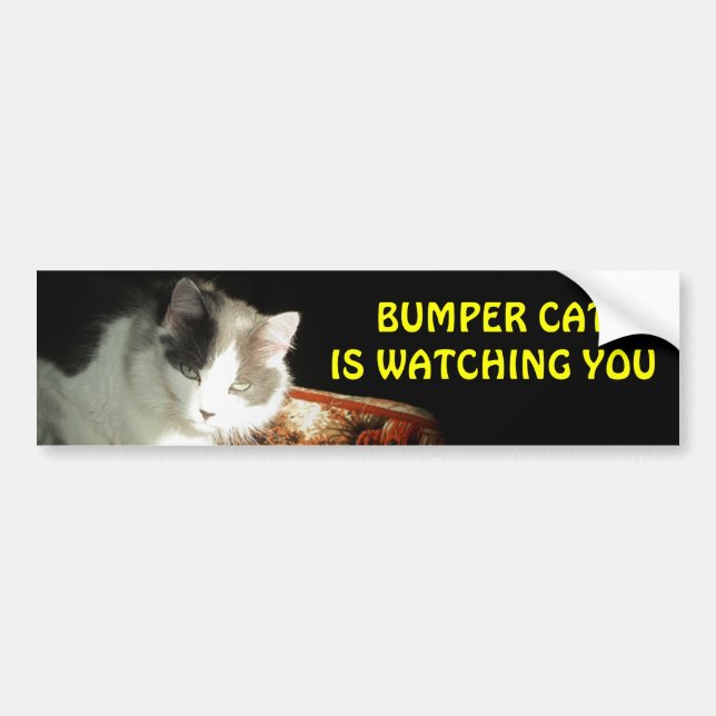 Bumper Cat tittar på 2 Bildekal (Framsidan)