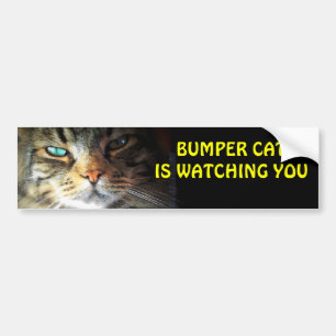 Bumper Cat tittar på dig 4 Bildekal