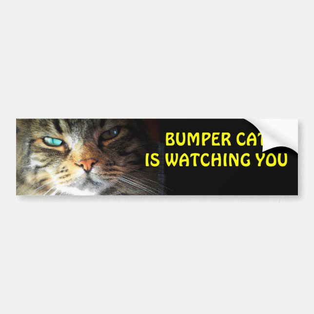 Bumper Cat tittar på dig 4 Bildekal (Framsidan)