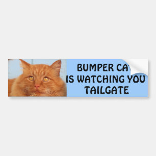 Bumper Cat tittar på TAILGATE 14 Bildekal