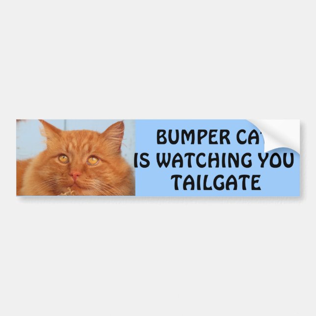 Bumper Cat tittar på TAILGATE 14 Bildekal (Framsidan)