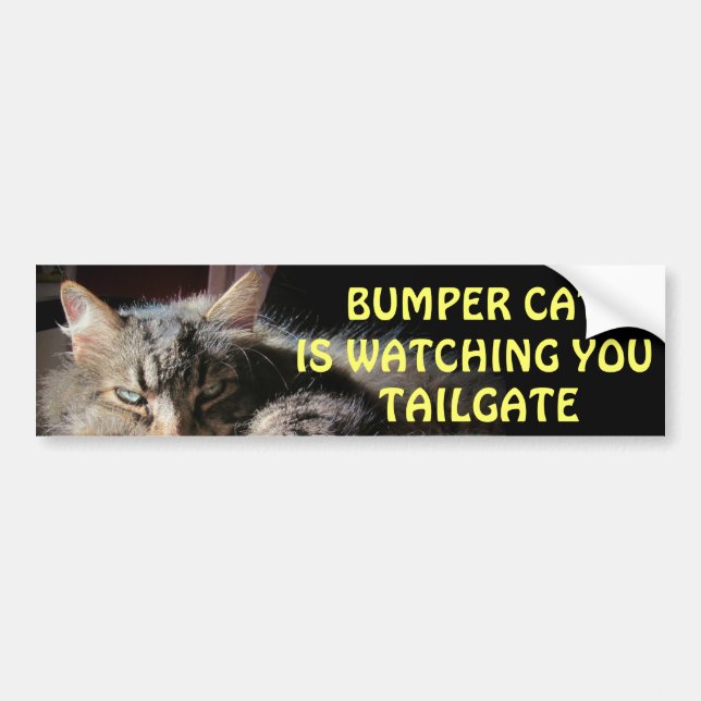 Bumper Cat tittar på TAILGATE 15 Bildekal (Framsidan)