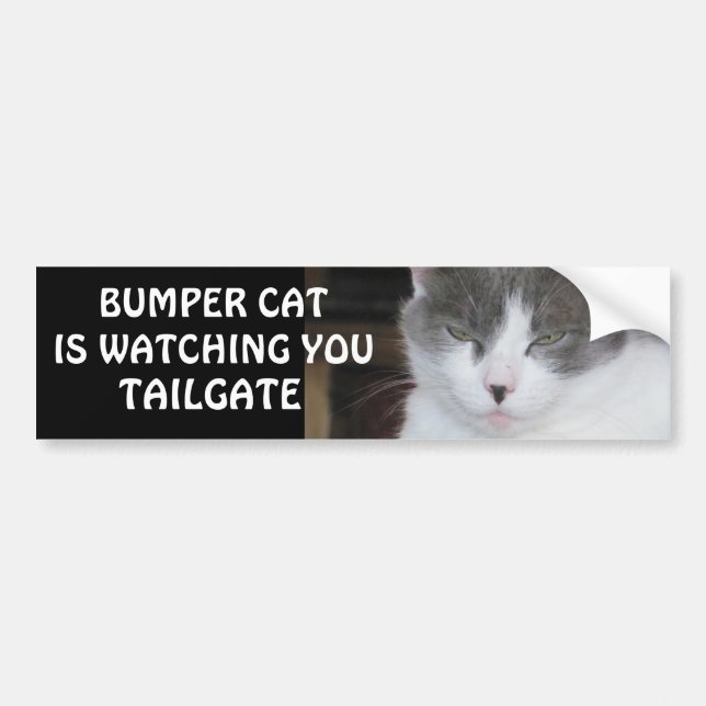 Bumper Cat tittar på TAILGATE 18 Bildekal (Framsidan)