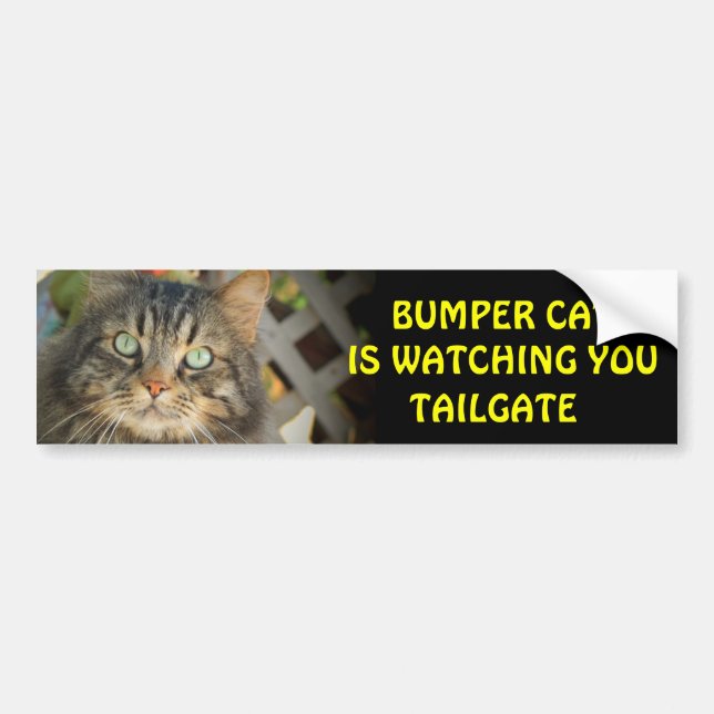 Bumper Cat tittar på TAILGATE 20 Bildekal (Framsidan)