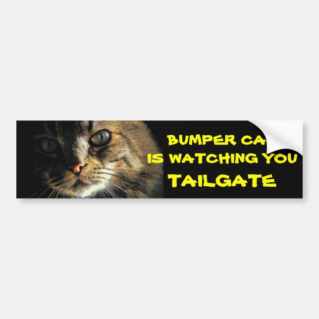 Bumper Cat tittar på TAILGATE 23 Bildekal (Framsidan)
