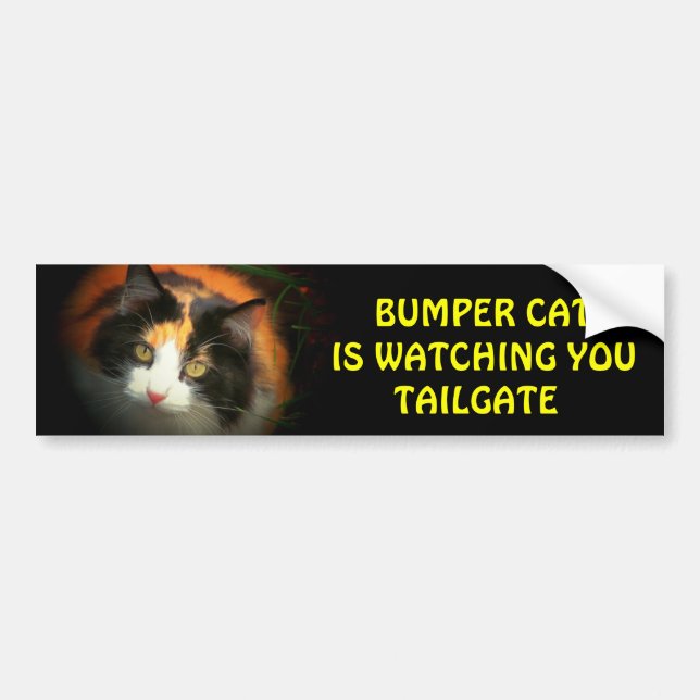 Bumper Cat tittar på TAILGATE 26 Bildekal (Framsidan)