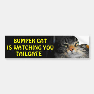 Bumper Cat tittar på TAILGATE 34 Bildekal