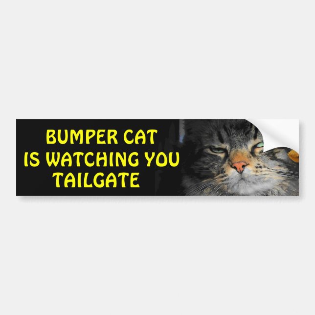 Bumper Cat tittar på TAILGATE 34 Bildekal (Framsidan)