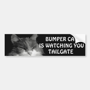 Bumper Cat tittar på TAILGATE 36 Meme Bildekal