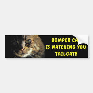 Bumper Cat tittar på TAILGATE 43 Bildekal