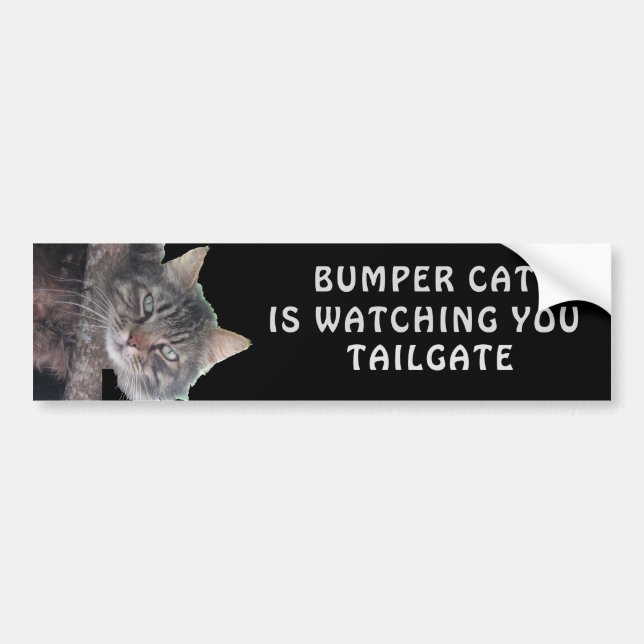 Bumper Cat tittar på TAILGATE 45 Bildekal (Framsidan)