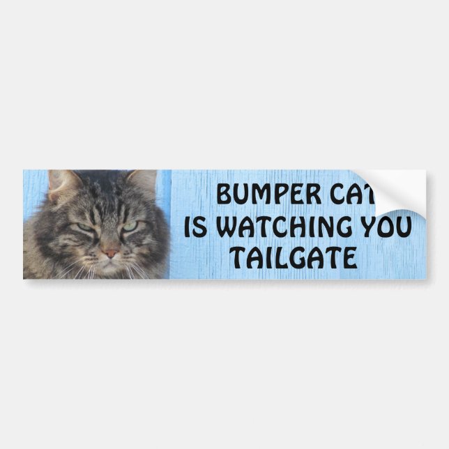 Bumper Cat tittar på TAILGATE 6 meme Bildekal (Framsidan)