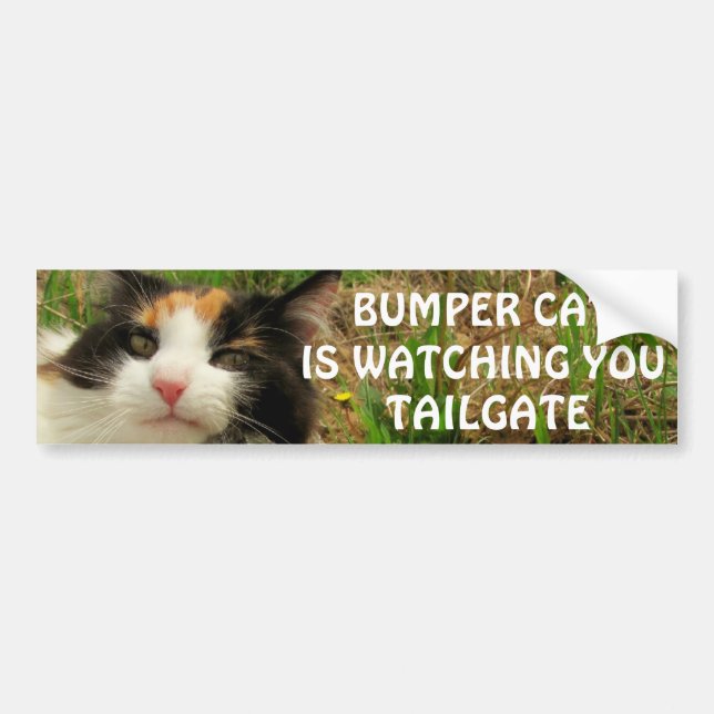 Bumper Cat tittar på TAILGATE 8 Bildekal (Framsidan)
