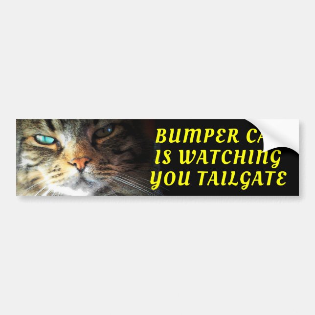 Bumper Cat tittar på TAILGATE Oleo Font Bildekal (Framsidan)